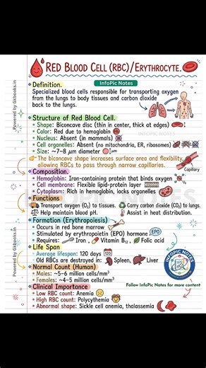 Red blood cells (RBCs) are vital for oxygen transport and maintaining life. Learn about their structure, functions, lifespan, formation, and key facts in this simple, student-friendly biology post—perfect for exam preparation and concept clarity. #RedBloodCells #HumanBlood #BiologyNotes #ScienceEducation #NEETBiology | InfoPic Notes