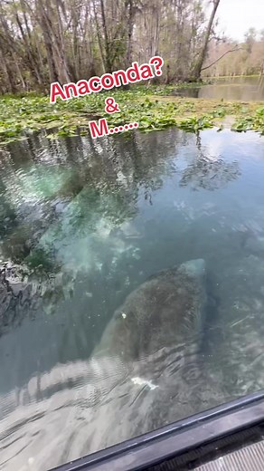 Explore Anacondas Among Adorable Creatures in Florida