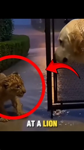 They Let a Lion Cub Inside Their Home😳🦁❤️‍🩹