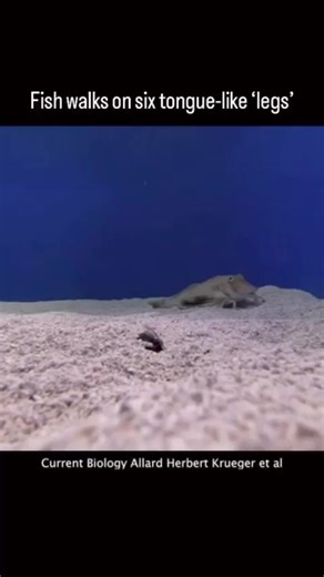 This fish has some of the most spectacular appendages in the animal kingdom: six legs that function like tongues, allowing them to "taste" the ocean floor and dig for buried prey. The "legs" of sea robins are actually extensions of their pectoral fins, of which they have three on each side. And those fins make the robins so good at finding food that some other fish hang around them to get the leftovers. Read more about these fabulous fish: https://www.popsci.com/environment/fish-with-legs/. | Po