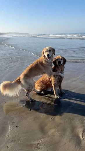 1M views · 108K reactions | New core memory unlocked 梁 | Ellie Golden Life | Facebook