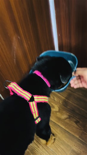 Understanding Rottweilers: The Ultimate Guard Dog