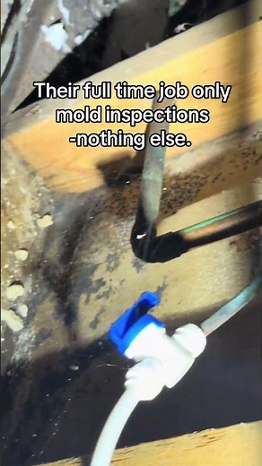 How to Choose a Mold Inspector | 5 Tips Before You Hire
