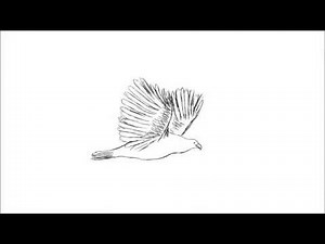 Flying Bird - 2d Animation