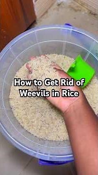 how to get rid of weevils in rice #weevils #weevilsonrice #pantry #pantrytips