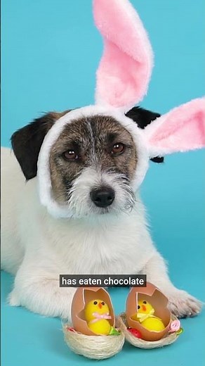 What happens if your dog eats chocolate?