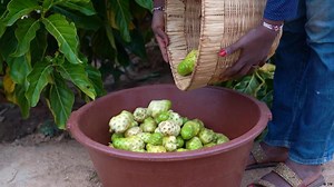 Climate‑smart noni farming thrives in Mali’s heat