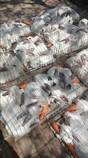 Journey in a Cage: Rabbits During Farm-to-Market Transit 👀