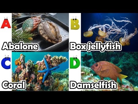 Alphabet Song with Sea Animals | ABC Learning Video for Preschool Kids | Koko Study Class