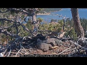 Big Bear Bald Eagle 27.03.2025 13:11 🤗