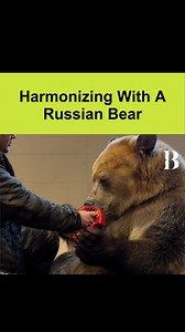 Unbearably talented: Watch as a Russian man and his harmonica-playing bear steal the show in this viral sensation. #russia #wildlife #bear #harmonica #music #musicalinstrument #animallovers #bizzare #news #viral #trending | Briefly