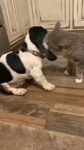 2.6M views · 34K reactions | Today Best Video ❤️ #dog #bassethoundlife #bassethound #bassethoundlove #bassethoundmoments #virals #bassethoundpuppy #bassethounds #bassethoundsofinstagram #bassethoundcommunity | Basset Hound Lover | Facebook