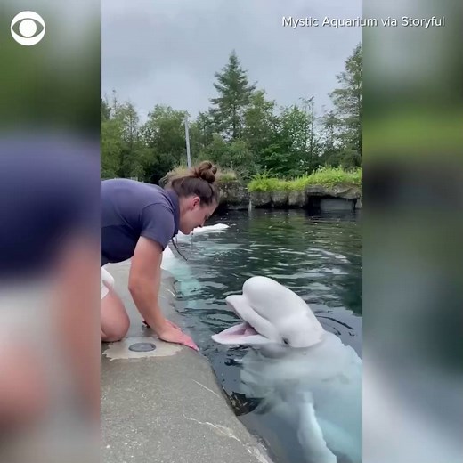 OPEN WIDE: A beluga whale playfully squeals with its trainer during an oral health check at the Mystic Aquarium in Connecticut. | CBS News