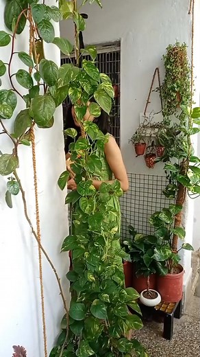 667K views · 3.9K reactions | Basic tool kit | Plant it out | Facebook