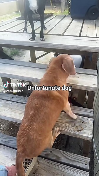 Funny Dog Running Too Fast to Turn
