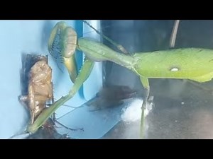 Mantis VS Cockroach