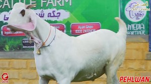 213 reactions | مَا شَاءَ ٱللَّٰهُ By the grace of Allah ❤️ ASGHAR CATTLE FARM SOLD OUT 8 BEAUTIES TO JANGDA GOAT FARM 1.CHAND 2.PEHLWAN 3.BRAVO 4.KAMAAL 5.RAJA 6.MR.PAKISTAN 7.ZORAWAR 8.TOFAAN ٱلْحَمْدُ لِلّٰهِ  Jagah shoqeeno ki Quality over Quantity #asgharcattlefarm #cattleproduction | Karachi Cow Mandi Services | Facebook