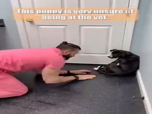 Scared Puppy At The Vet  (VIDEO)