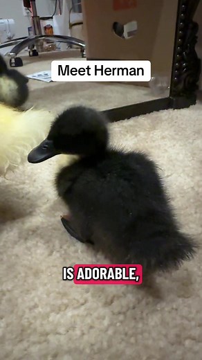 Meet Herman: Adorable Baby Ducks for a Feel-Good Moment