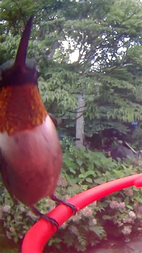 Hello! Male Ruby-throated Hummingbird Photobombs the Camera #hummingbird #birdfy