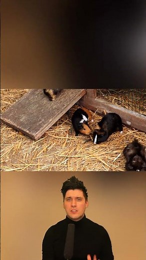 Guinea Pig Pregnancy Explained🐹👶