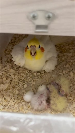 🅺🅰🆂🅸🅼 B🅸🆁🅳 F🅰🆁🅼 on Instagram: "Baby cockatiels are hatching. Hand-raised cockatiels in Chengdu. Cockatiel breeding"