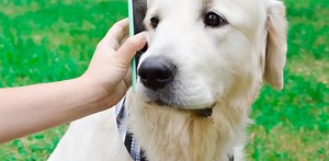 あと10年でやってくる？ AIでペットとコミュニケーションをとれる未来！