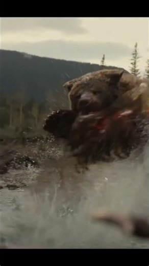 Predator vs Bear 🐻🔥 | Epic Forest Battle!