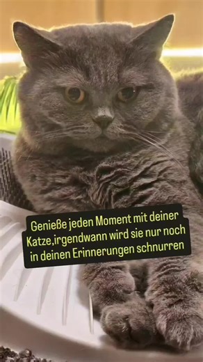 Bonnie & Lala (@bonnie_1311_bkh_cat)’s videos with Dir Gehört Mein Herz - Laura & Mark