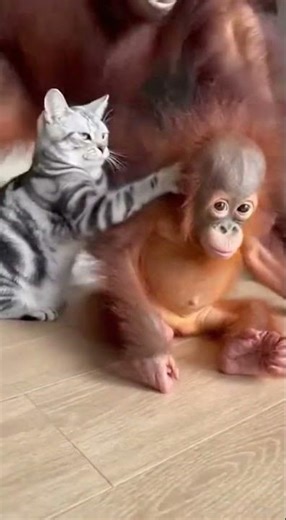 American Shorthair Meets Baby Orangutan… Then Freezes When the Adult Appears 😳🐱🦧 #cat #orangutan