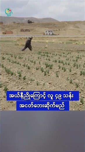 အယ်နီညိုကြောင့် လူ ၄၉ သန်း အငတ်ဘေးဆိုက်မည်