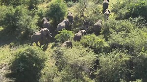 21K views · 751 reactions | Last week, Mara Elephant Project received...