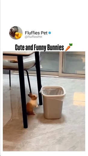 Cute and Funny Bunnies 🥕 #bunnies #cutebunnies #funnybunnies #rabbitlove #bunnylife #cuteanimals #fluffybunny #bunnylover #animalvideos #bunnygram #petbunny #bunnyworld #rabbitsofinstagram #bunniesofinstagram #cuterabbits #adorablebunny #bunnyfun #bunnyvibes #rabbitloveclub #sweetbunnies | Fluffies Pet