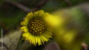 The yellow beauty of the coltsfoot flower emerges from behind a blurred bloom in the foreground while the camera slides from right to left. Macro.