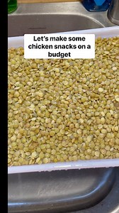 How to sprout lentils for your chickens. 🌱 #chickens #poultry #chickenlady #backyardchickens #crazychickenlady | Hannah Easton