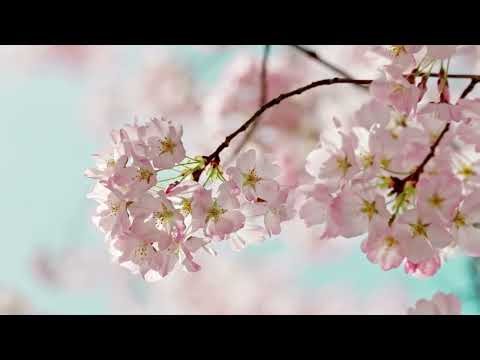 Dating Confidence Subliminal | Authenticity & Courageous Connection