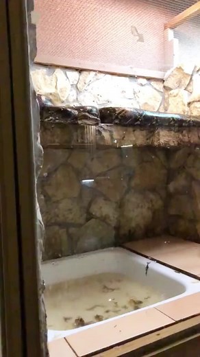 Snake #snake #funny #funnyvideos #animals #happy #pet #funnysnake