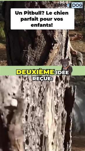 Debunking Myths About Pit Bulls: From Guard Dogs to Family Pets