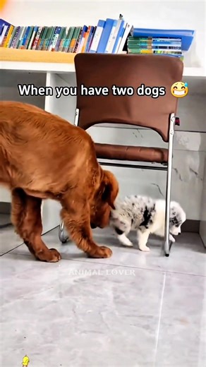 15 reactions | When you have two dogs 殺朗 #dog #doglover #dogsofinstagram #funny #animals #animallover #pet #usa #cute #dogs #virals #fypシ | Animal lover | Facebook
