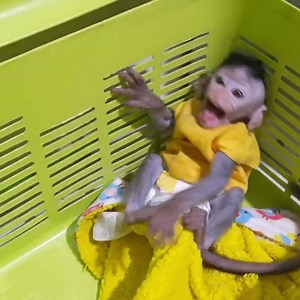 Vlog Monkey - Adorable baby monkey cry loudly angry Dad,...