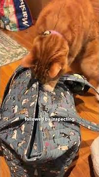 Orange Cat Outsmarts His Entire Household | The Dodo