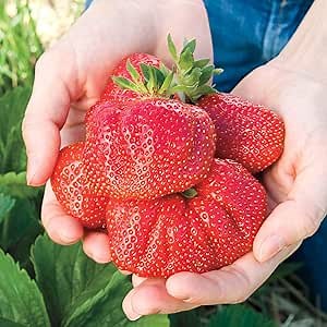 GURNEY'S - Whopper Strawberry Plants - One of The Largest Strawberries You Will find - Each Offer Includes 10 Bare Root Plants