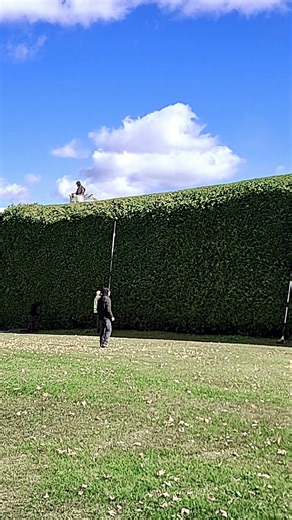 Cedar Hedge Trimming
