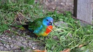Grass Parakeets neophema sweden on Reels