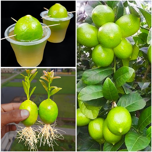8.6K views · 181 reactions | How to propagate lemon tree from lemon fruit | Use many type of hormone | Amd MultiMedia | Facebook