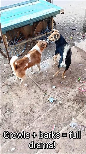 2 Dogs Barking & Growling Loudly 🐶🔥 | Intense Fun Moment!