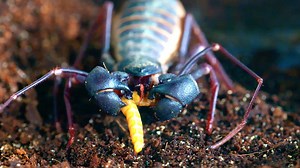 3.4K views · 47 reactions | Introducing a trio of insect assassins: the huntsman #spider, praying #mantis, and #vinegaroon spider...It’s about to get pretty gnarly up in here ️聯 | Love Nature | Facebook