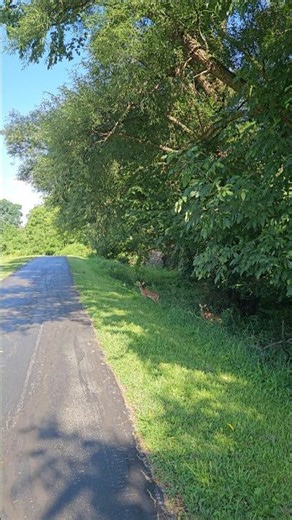 Hoofed Mammals, deers 🦌/📍Ellicott Creek Trailway #natureart #deer #govegan