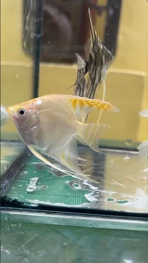 Freshwater Albino Angelfish. #subscribe #aquarium #like #shortvideo #share #fish #fishtank