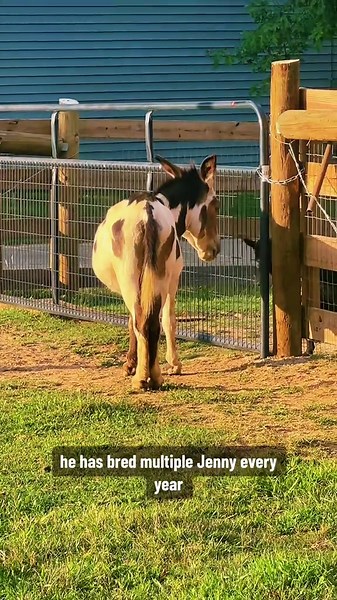 Meet Mr. Hank: Our Champion Mini Donkey Stud!